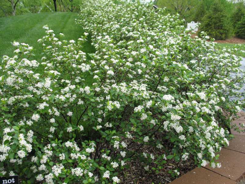 Lowgrowing Shrubs for St. Louis